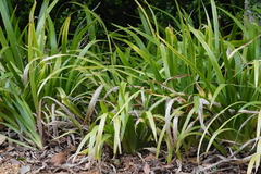 Irideae