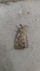 Dendrolimus sibiricus