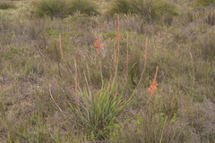 Watsonia schlechteri