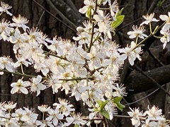 Prunus cerasifera