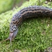 Leopard Slug - Photo (c) Frank Vassen, some rights reserved (CC BY)