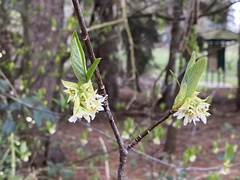 Oemleria cerasiformis