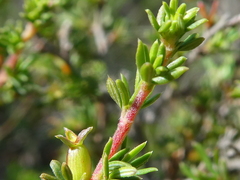 Cliffortia ramosissima