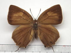 Favonius yuasai