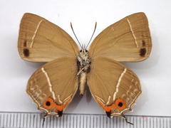 Favonius yuasai
