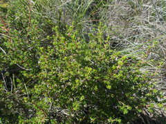 Cliffortia ramosissima