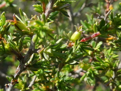 Cliffortia ramosissima