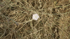 Convolvulus pilosellifolius