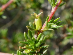 Cliffortia ramosissima