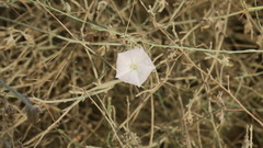 Convolvulus pilosellifolius