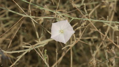 Convolvulus pilosellifolius