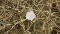 Convolvulus pilosellifolius