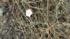 Convolvulus pilosellifolius