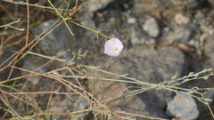 Convolvulus pilosellifolius