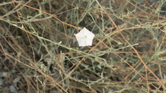 Convolvulus pilosellifolius