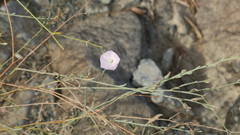 Convolvulus pilosellifolius
