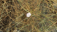 Convolvulus pilosellifolius