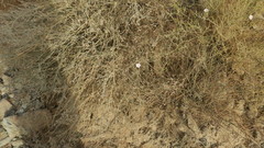 Convolvulus pilosellifolius