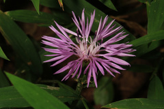 Centaurea