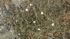 Convolvulus pilosellifolius