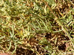 Senecio polygaloides