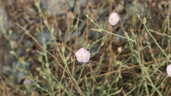 Convolvulus pilosellifolius