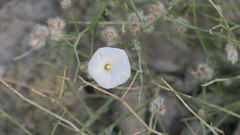 Convolvulus virgatus