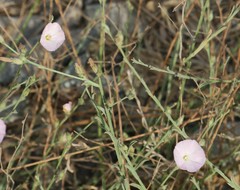 Convolvulus pilosellifolius