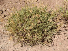 Senecio polygaloides