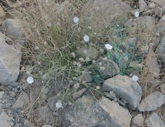 Convolvulus virgatus