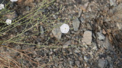 Convolvulus pilosellifolius