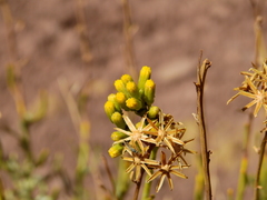 Senecio polygaloides