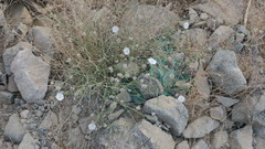 Convolvulus virgatus