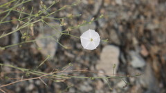 Convolvulus pilosellifolius