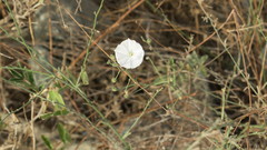 Convolvulus pilosellifolius