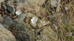 Convolvulus virgatus