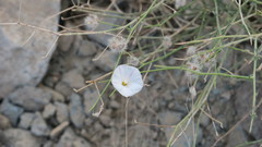 Convolvulus virgatus