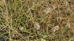 Convolvulus virgatus