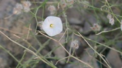 Convolvulus virgatus