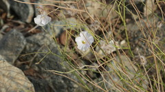 Convolvulus virgatus
