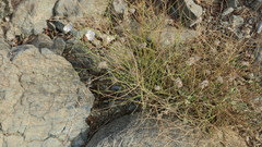 Convolvulus virgatus