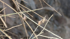 Crotalaria aegyptiaca