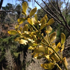 Phoradendron brachystachyum