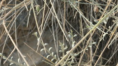 Crotalaria aegyptiaca