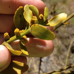 Phoradendron brachystachyum