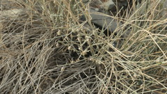 Crotalaria aegyptiaca