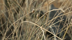 Crotalaria aegyptiaca