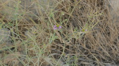 Zygophyllum indicum