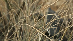 Crotalaria aegyptiaca