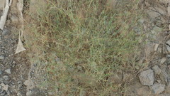 Zygophyllum indicum
